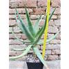 Aloe caesia 40 cm, cactus, pianta grassa