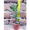 Crassula portulacea 10 cm, cactus, pianta grassa