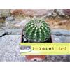 Echinopsis oxygona hybrid. fiore rosa 4 cm, cactus, pianta grassa