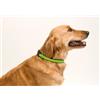 Collari luminosi per cani personalizzati Irvin personalizzate o neutre