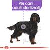 Royal Canin Maxi Sterilised 12 kg Cani