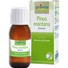 BOIRON Srl Pinus Montana Gemme MG Boiron 60ml