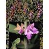 HERBOPLANET Srl Tsa Salvia Officinalis 50ml