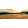 Pro-Art-Bilderpalette PRO-Art-Immagini Gamma gla1269 C Poppyfield Vetro, Multicolore, 30 x 80 x 1,3 cm