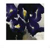 the art group L' Arte Gruppo David Ross (Iris Laevigata) - Stampa Artistica 40 x 40 cm, Carta, Multicolore, 40 x 40 x 1.3 cm