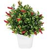 Europalms 82506432 Chili in Vaso