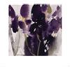 Art Group L' Arte Gruppo David Ross (Siberian Iris) - Stampa Artistica 40 x 40 cm, Carta, Multicolore, 40 x 40 x 1.3 cm