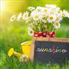 Pro-Art-Bilderpalette PRO-Art gla1089 a murale, Arte su Vetro 'Sunshine' 30 x 30 cm