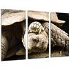 Cuadros Camara Quadri Fotocamera Poster Fotografico Multicolore 97 x 62 cm