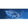 Pro-Art-Bilderpalette PRO-Art gla1080 C murale, Arte su Vetro 'Feather i' 80 x 30 cm
