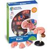 Learning Resources Modello Anatomico Cervello Umano, Miniatura Realistica da 10 cm, Set 31 Pezzi con Supporto e Guida Illustrata, Gioco Educativo 8+ Anni