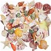Fangoo 9 tipi Misti Oceano Conchiglie 2 tipi di stella marina, 3-9 cm, colorate naturali, per decorazioni di nozze per feste in spiaggia Fish Tank Vaso Fillers Beach Party Matrimoniali DIY