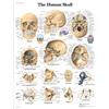 3B Scientific il teschio umano Chart, unlaminated
