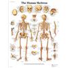 3B Scientific Poster anatomico dello scheletro umano, sistema scheletrico per medicina, infermieristica, biologia e formazione sanitaria