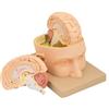 NM Modello Cervello Divisibile in 3 Parti - Modello Didattico Anatomico
