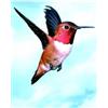 NATUR SRL COLIBRI HUMMINGBIRD ESS 30ML