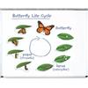 Learning Resources Ciclo di vita di una farfalla magnetico gigante