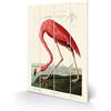 John James Audubon SW12759A - Stampa su Legno, 40 x 59 cm, Motivo: Fenicottero Americano, Multicolore, 40 x 59 x 1,2 cm