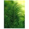 Herboplanet Tsa Equisetum Arvense 50ml