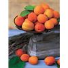 DRAEGER NOUVELLES IMAGES Nuove ImagesAffiche 30 x 40 cm-Le Albicocche Apricots Aprikosen//