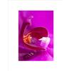 Wee Blue Coo Pink Orchidea Fiore, cornice nera incorniciata, idea regalo B12X9529