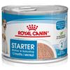 Royal Canin Starter Mousse Mother & Babydog - 195 gr Cibo Umido per Cani
