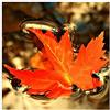 ArtPlaza Art Studio Foglia d'Autunno Pannello Decorativo, Legno, Multicolore, 30x30 cm