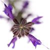 International Graphics - Immagine finita - Sonja, Dürnberger - ''Salvia officinalis''- 30 x 30 cm - Stampa diretta su acrilico