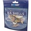 Hobby, Set di Conchiglie di Mare