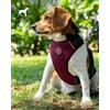 GIMBORN PETTORINA KOMODO GIMDOG S