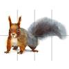 Artery8 Squirrel Watercolour Cute XL Giant Panel Poster (8 Sections) Acquerello Carina Manifesto