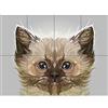 Artery8 Cat Illustration Persian Kitten XL Giant Panel Poster (8 Sections) Illustrazione Manifesto