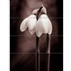 Artery8 Two Snowdrops Photograph XL Giant Panel Poster (8 Sections) Neve Fotografia Manifesto