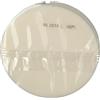 Farmac-Zabban OSTIE TONDE 8CM BUSTA 7 G