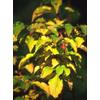 Herboplanet MSA CORNUS SANGUINEA 50 ML