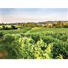 Smartbox Degustazione di vini in Veneto per due