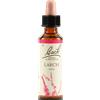 Schwabe Pharma LARCH BACH ORIG 20 ML