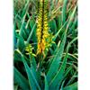 Natur ALOE VERA ESS 7,4ML CALF