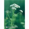 Natur YARROW ESS 7,4ML CALF