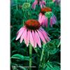 Natur ECHINACEA ESS 7,4ML CALF