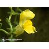 Natur SNAPDRAGON ESS 7,4ML CALF