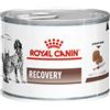 Royal Canin Recovery Veterinary Diet 195 gr Cane e Gatto