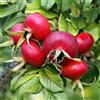 Adamah EIE ROSA CANINA GOCCE 30 ML
