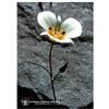 Natur MARIPOSA LILY ESS 7,4ML CALF