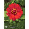 Natur ZINNIA ESS 7,4ML CALF