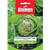 Blumen lattuga a cappuccio primaverile