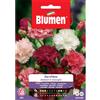 Blumen garofano chabaud in miscuglio