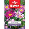 Blumen piretro robinson in miscuglio