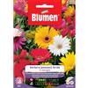 Blumen gerbera jamesonii ibrido in miscuglio
