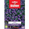 Blumen lobelia palazzo di cristallo